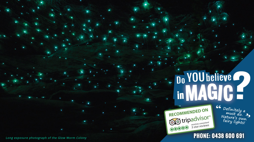 Glow Worm Night Guided Tour Glow Worm Night Guided Tour